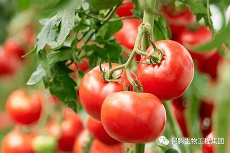 西红柿施什么肥最好