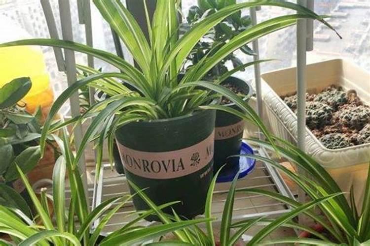 吊兰施什么肥料长得好