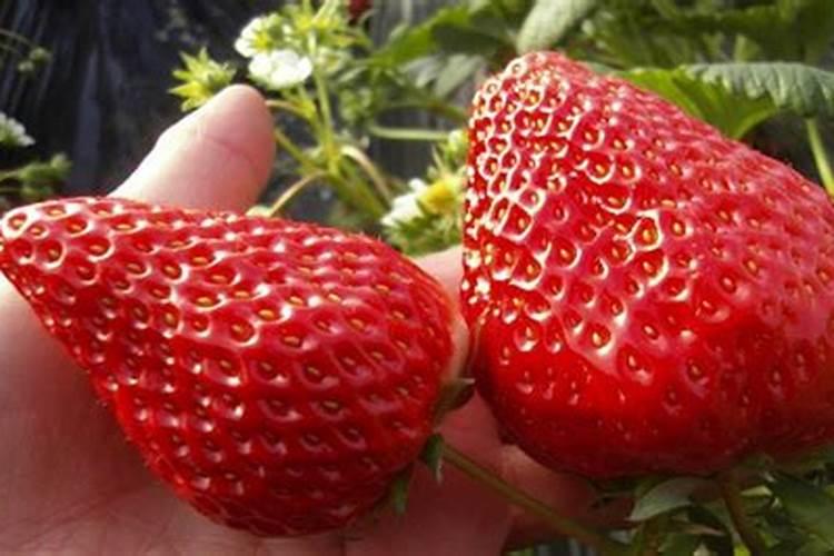 草莓在开花的时候施什么肥料