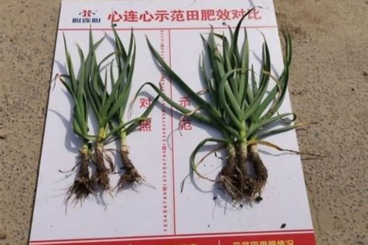 苹果几月份打硼好