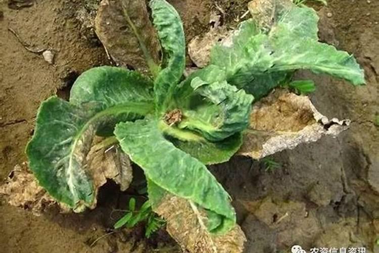 菠菜吃多了有什么害处 菠菜吃过量会导致4种危害