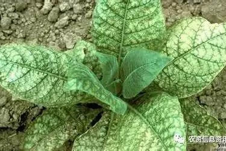 种植蔬菜的的时候,施肥过多对蔬菜有哪些影响？