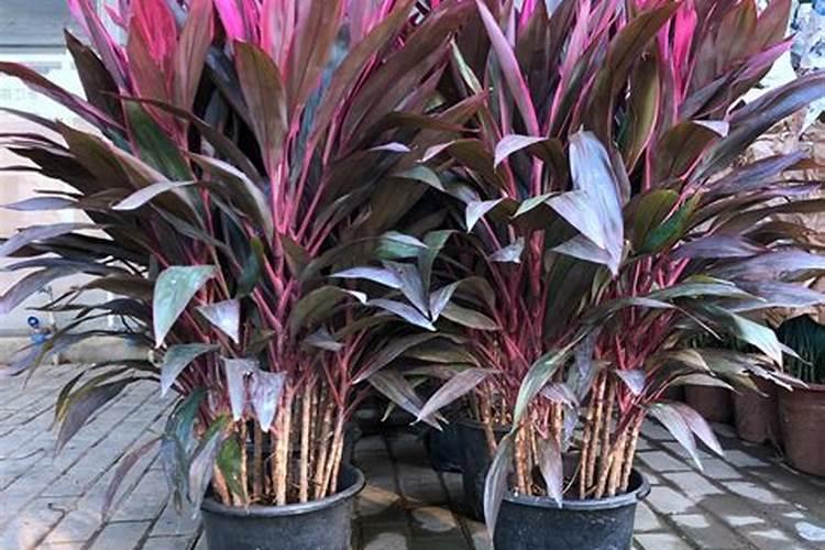 房屋后面种植天竹风水怎么样？