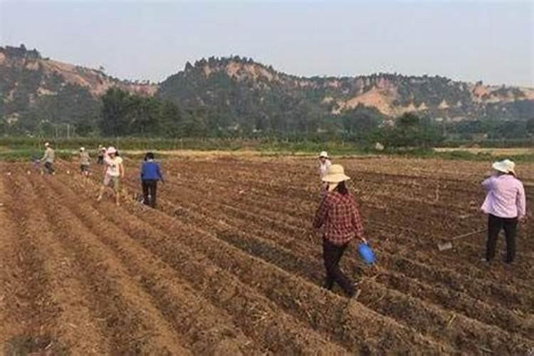 在阳台种植青菜,施肥时都有哪些技巧呢？