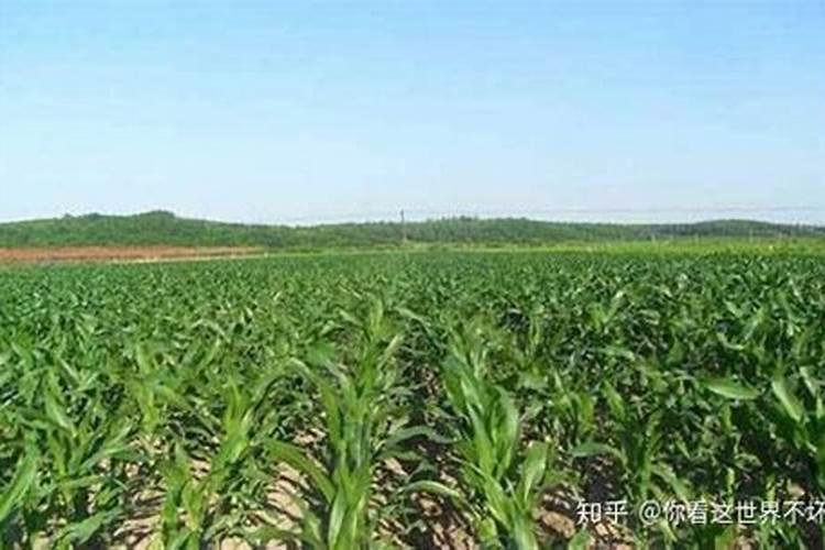 把黄豆做成化肥种出来的东西对人身体有什么好处？