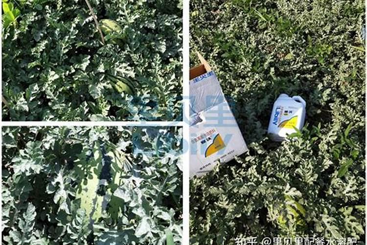 西瓜后期施什么肥料好？