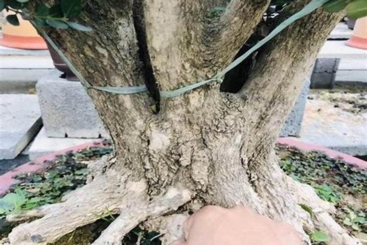 黄杨换盆多久能生根 黄杨换盆后多长时间能生根