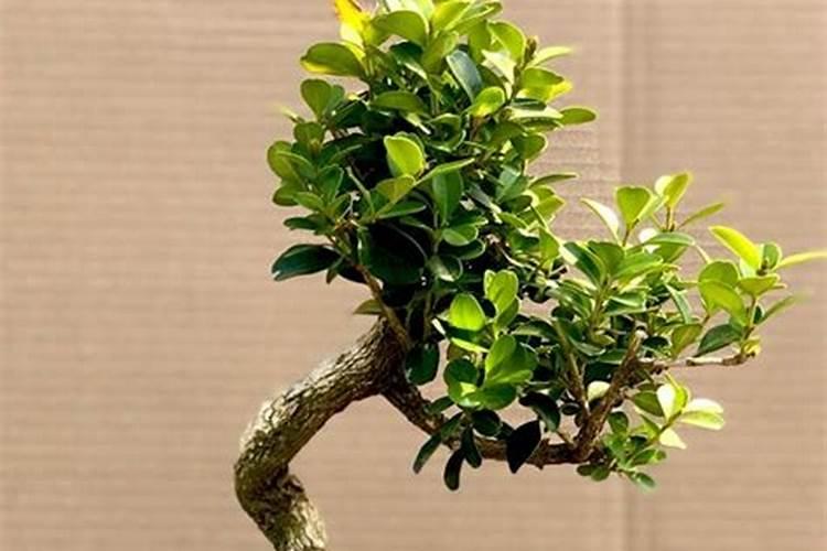 黄杨换盆后多长时间能生根 黄杨换盆多久能生根