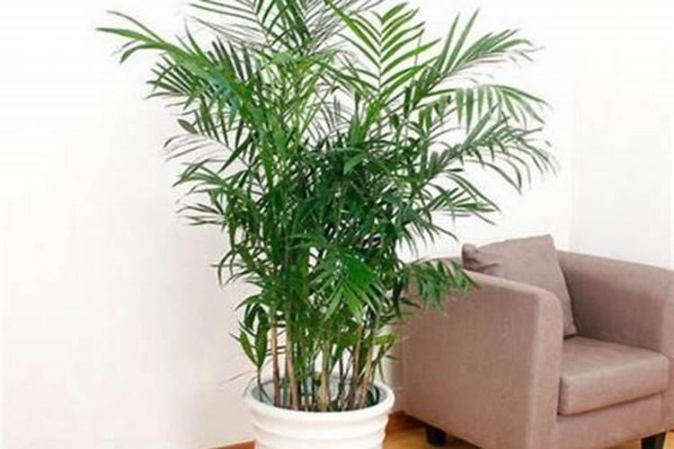 西瓜果实膨大喷啥水溶肥？春季西瓜如何施肥