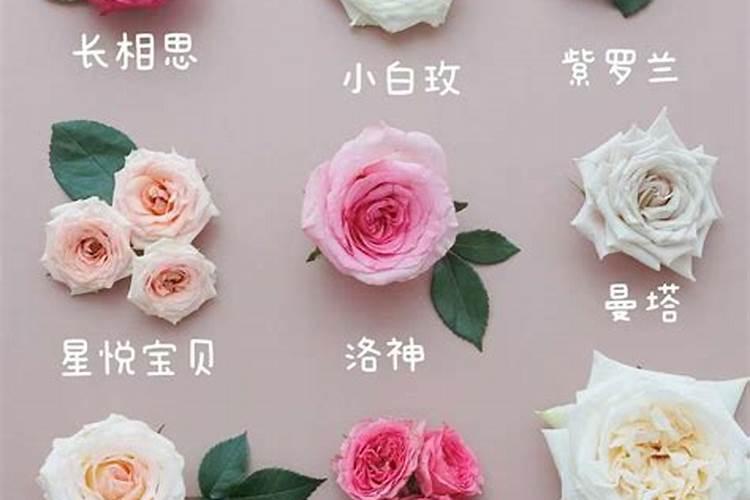 花生用什么叶面肥好