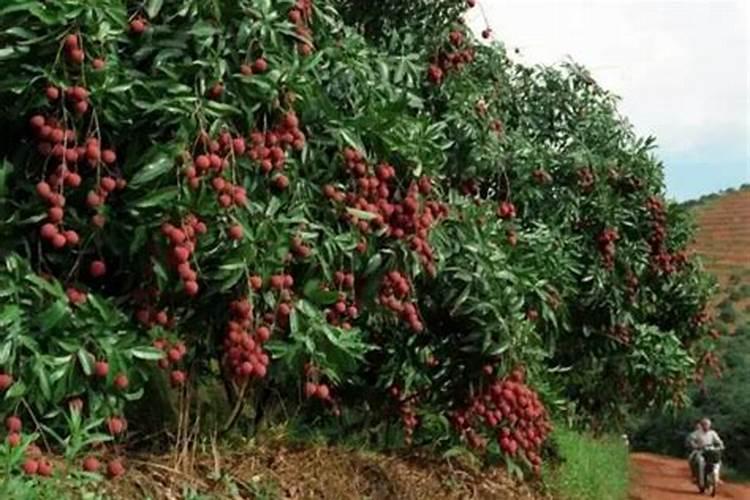 荔枝保果最有效方法