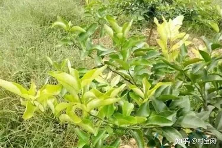 叶面肥是酸性还是碱性