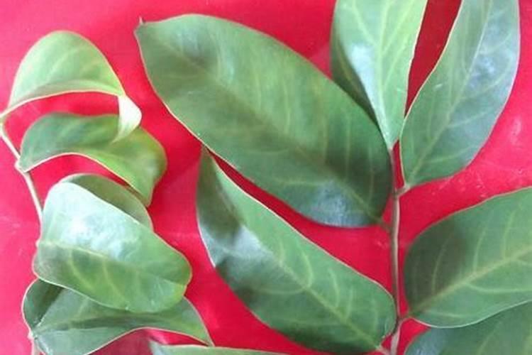 叶面肥是酸性还是碱性