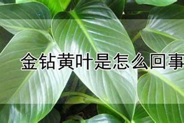 黄土地是酸性的还是碱性的？