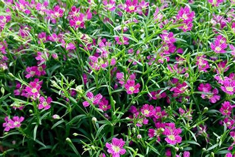 满天星发芽多久要施肥 满天星发芽后何时施肥更合适？