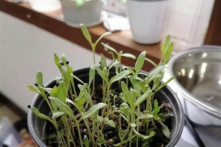 如何给满天星浇水,怎么施肥才能爆盆