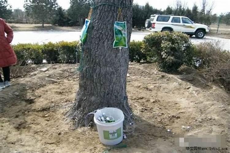 刚移植枸骨树可以施肥吗