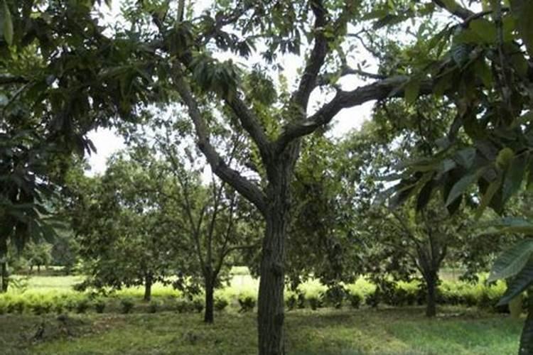 什么含量的肥种花生效果好？