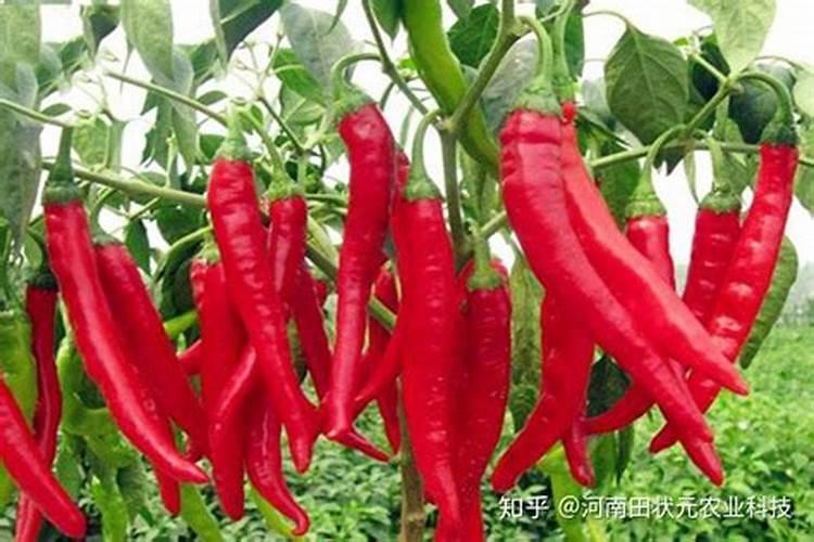 节瓜施肥用什么肥料