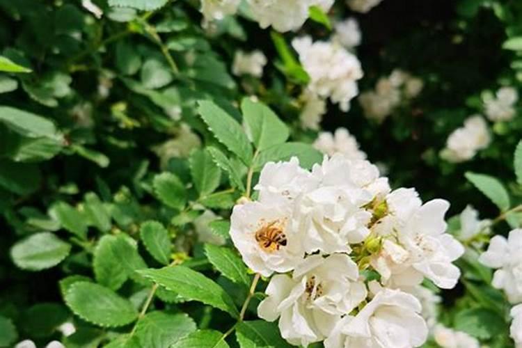 种茶叶如何喷施叶面肥好