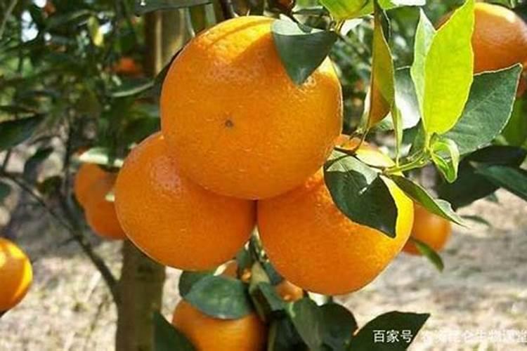 土豆什么时候施肥最好