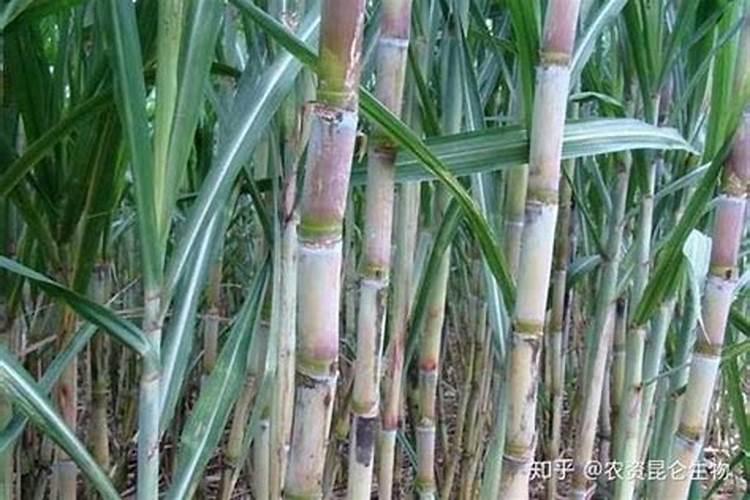 甘蔗黄叶病用什么药效果好 病因及防治方法