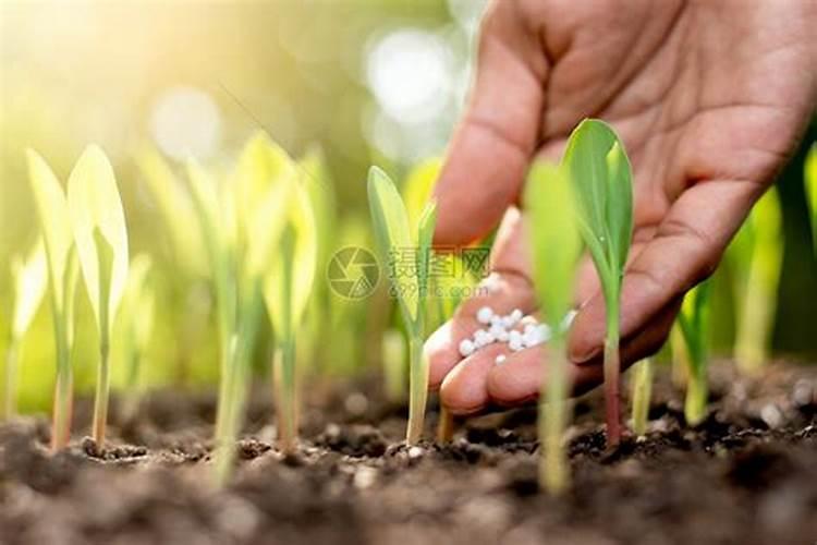 叶面肥在玉米多高的时候喷好？10多厘米高时可以喷吗？