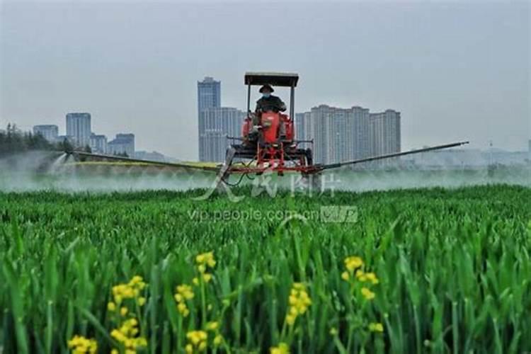 种菜多长时间可以施肥