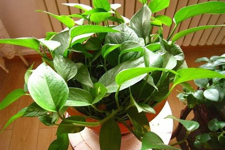 绿萝怎么养才能更旺盛