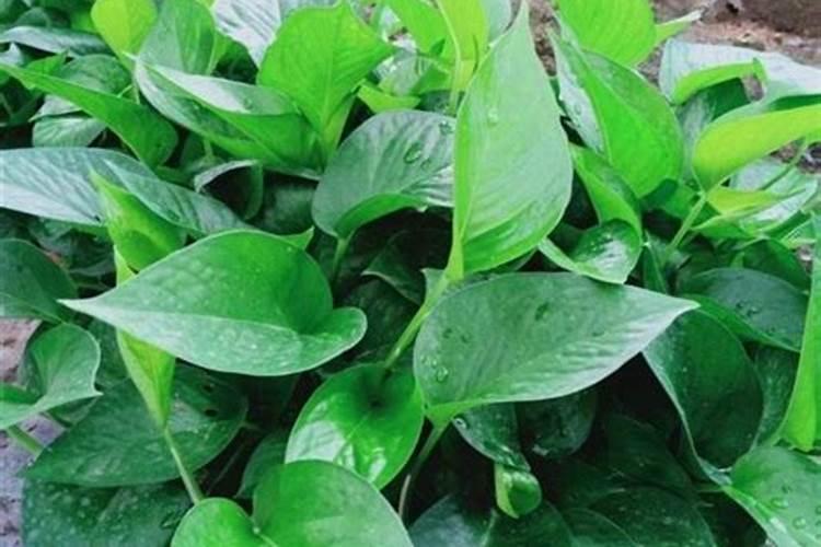 绿萝光照、水分和施肥都做到位了吗？