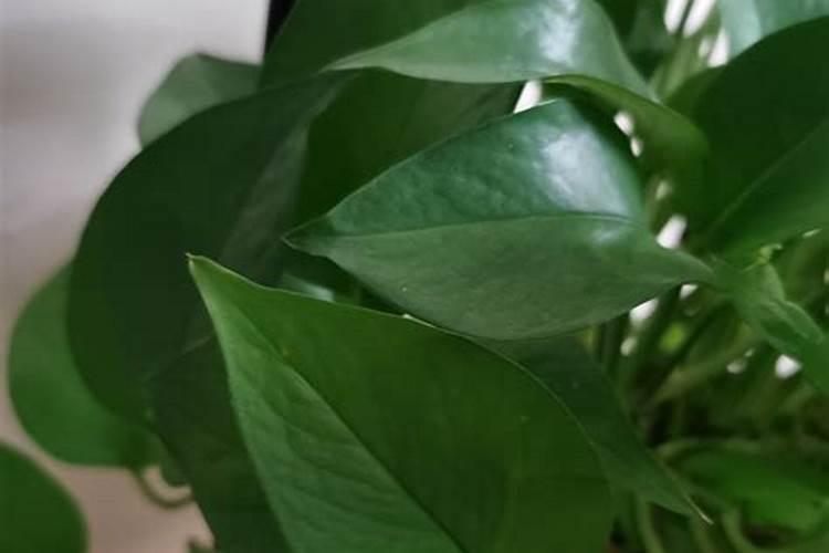 颗粒硼肥的正确使用方法