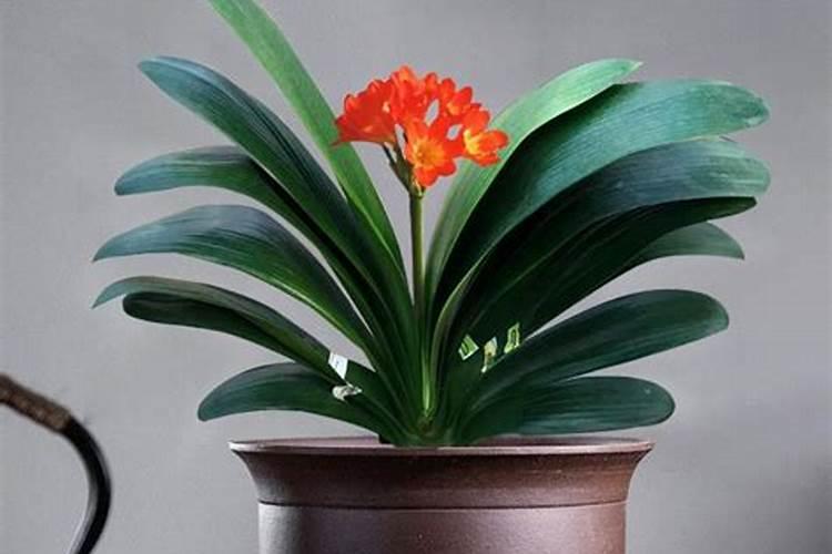 君子兰花期怎么浇水施肥