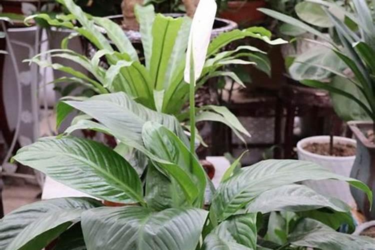 鸡蛋壳是磷肥还是钾肥