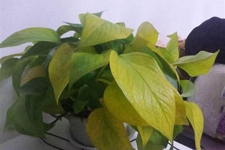 芸苔素内酯在水稻上用量