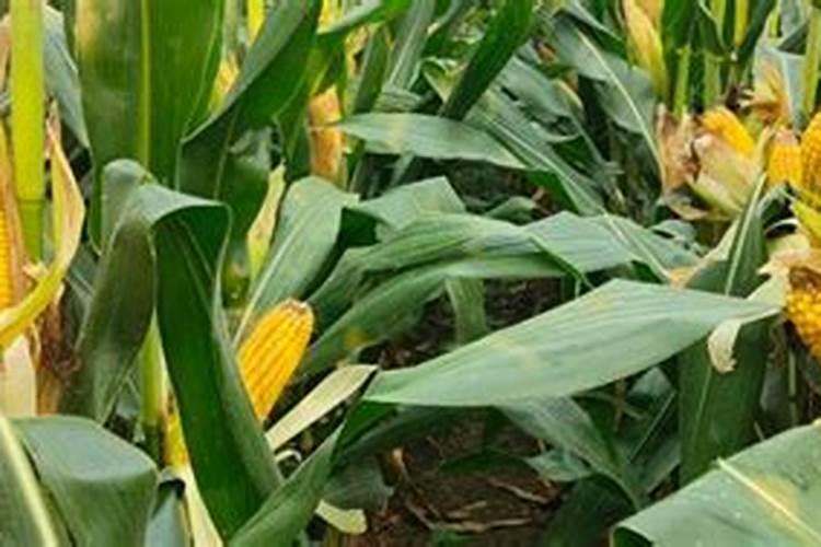 大豆黄叶病用什么药效果好