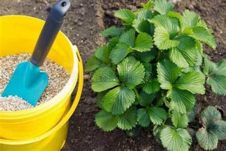 在刚用熟石灰改良的酸性土壤中不能施用任何氮肥？