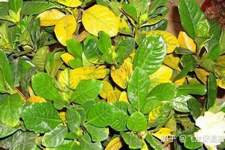 栀子花施什么肥好