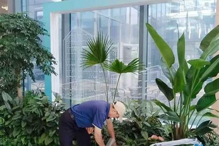 家里养花用什么肥料最好