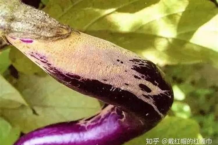 茄子幼苗期施什么肥好