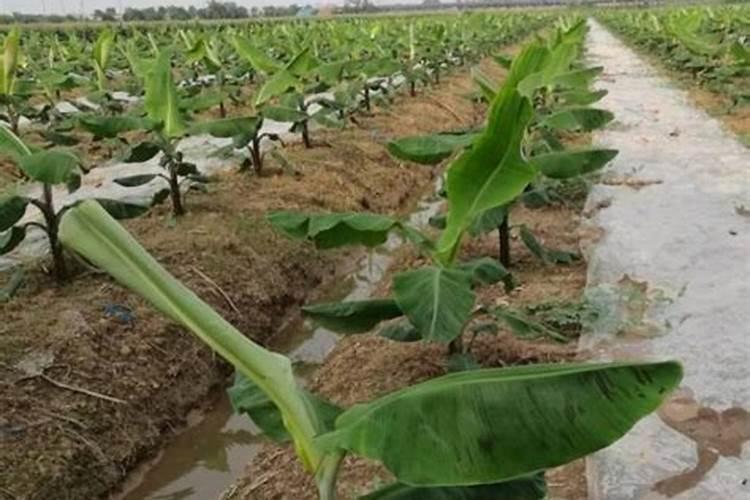 有机肥和菌肥哪个好