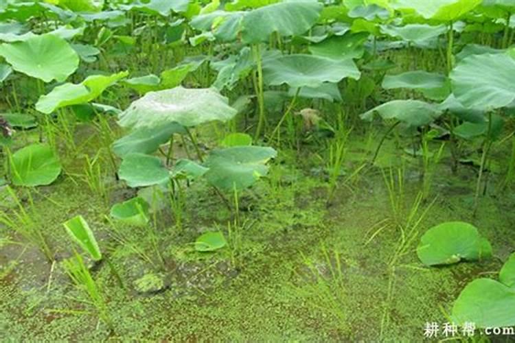 【莴笋】促长+控旺,施莱宝双效合一!