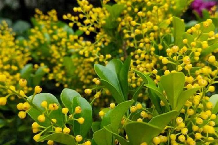 米兰花用什么肥料可以让它开花