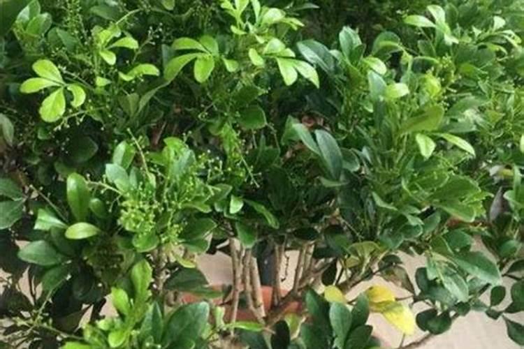 盆栽米兰开花时能否施肥