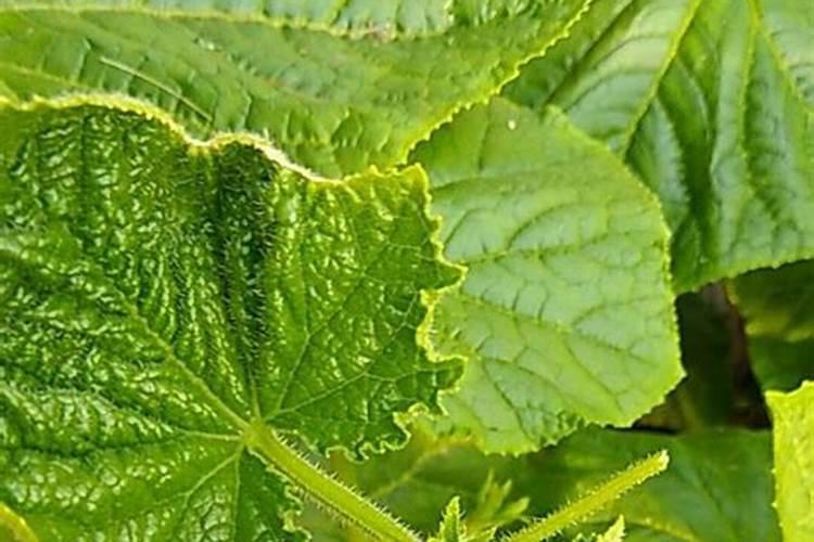 植物缺肥症状及对应的花肥沤制方法:薄肥淡施