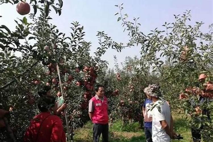 挂果砂糖树什么时候补钙,撒施