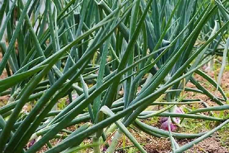 农村洋葱高产栽培有什么技术