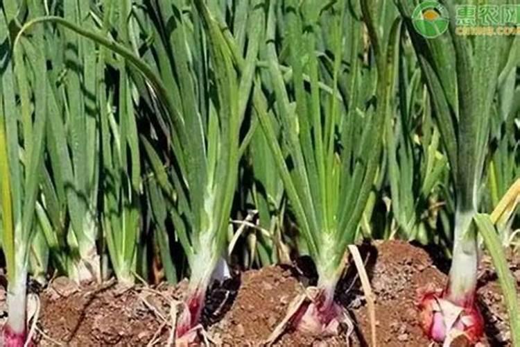 种植洋葱施什么肥料好,一亩地量是多少？