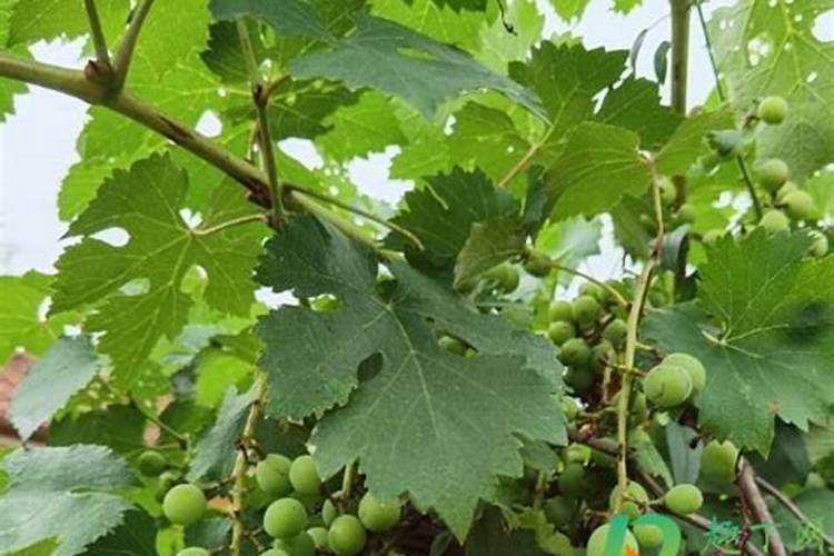 对植物使用磷肥的作用