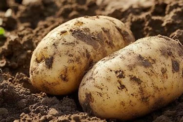 土豆施肥用什么肥料