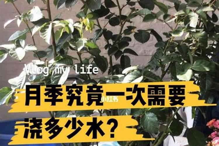 柑橘黄化是什么原因？柑橘黄化怎么预防？